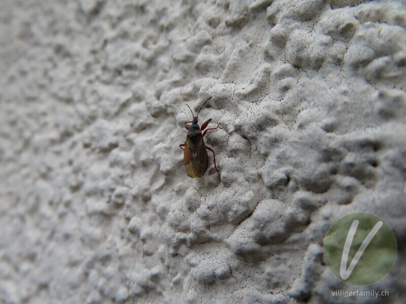 Fichten-Zapfenwanze: Übersicht